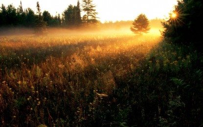 New Tune: Field of Gold (Piobaireachd)